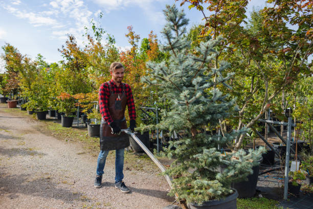 Residential Tree Removal in Parkers Prairie, MN